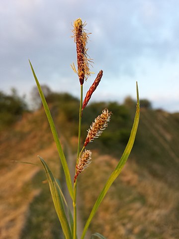 Carex flacca